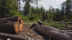 How Our Tree Care Process Works  in  Bonanza, GA
