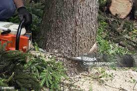 Best Lawn Pest Prevention  in Bonanza, GA