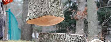 Trusted Bonanza, GA Tree Services Experts